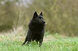 SCHIPPERKE 829